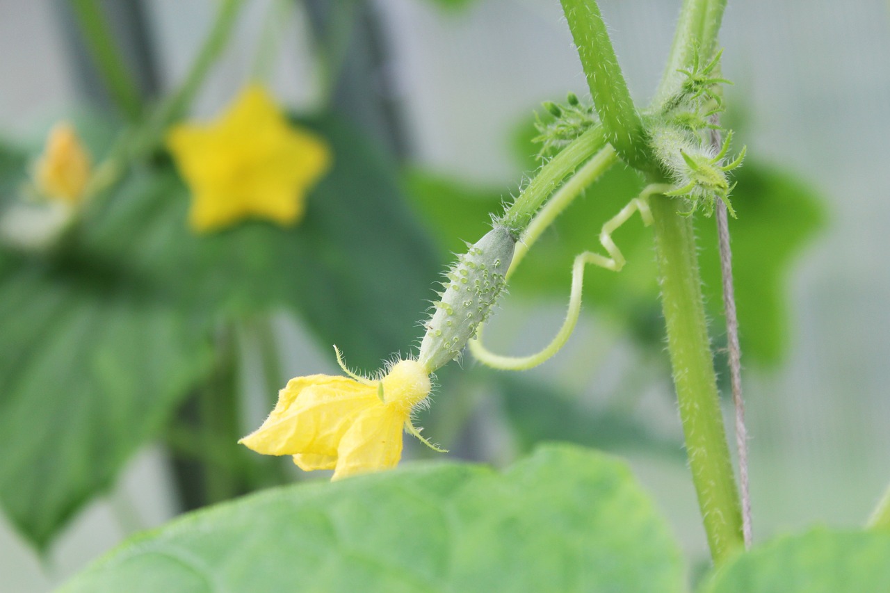 DIY Backyard Greenhouses - A Beginner’s Guide